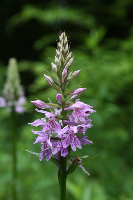 Orchidee dalla Carinzia( Dactylorhiza)